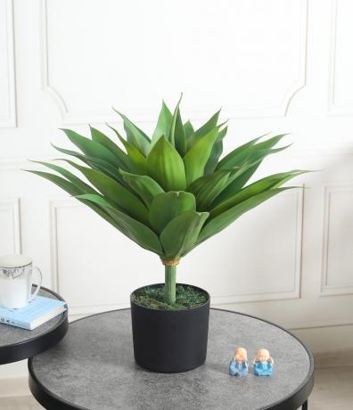 Best Online Website for Decorative Plants: Find the Perfect Greenery for Your Space cover picture