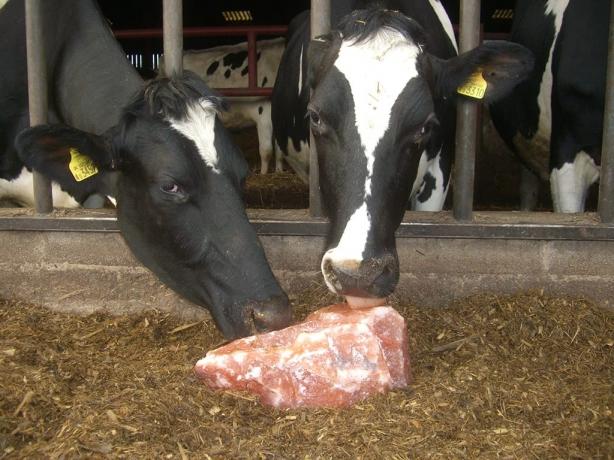 Winter or Summer? Why Cattle Need Himalayan Salt Blocks Year-Round cover picture