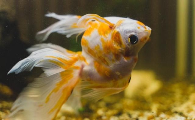 Why aquarium fish swimming upside down cover picture