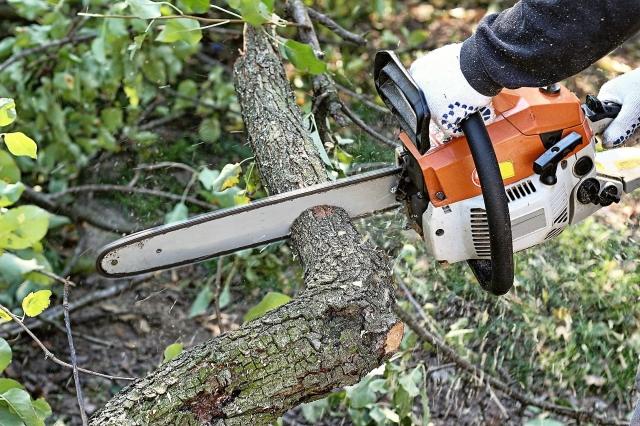 7 Clear Reasons Tree Removal Shouldn’t Be a DIY Project cover picture