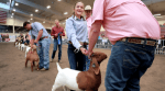 Hair Growth and Hair Training: Preparing Your Boer Goat for the Show Ring cover picture