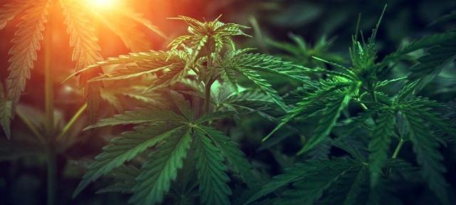 What is Delta 6 THC? An Overview of the Lesser-Known Cannabinoid cover picture