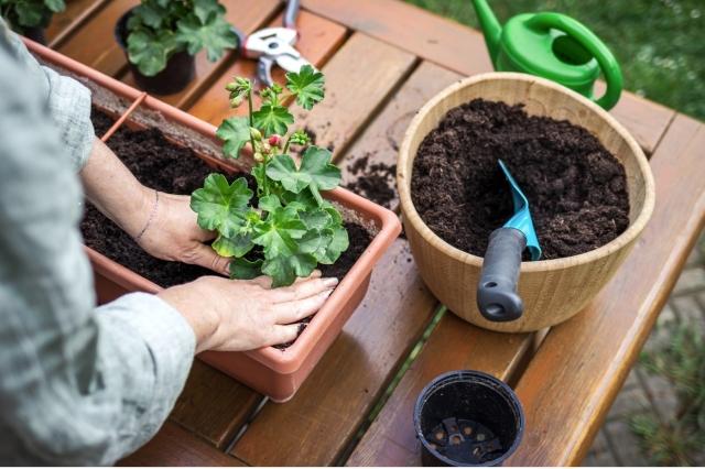 Therapeutic Gardening: How Caring for Window Box Flowers Can Reduce Stress cover picture