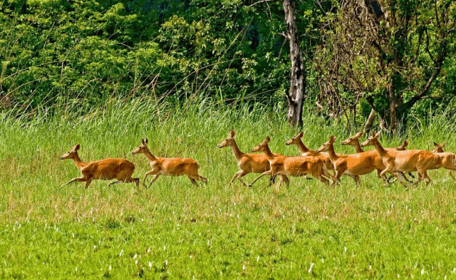 All About Chitwan Tours: Nature, Culture, and Wildlife cover picture
