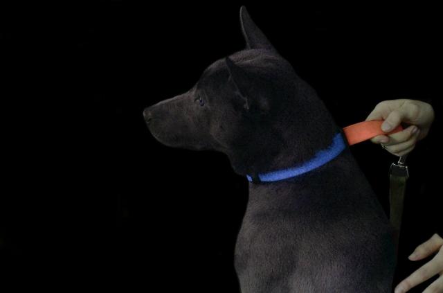 How the Right Dog Collar Reflects Your Pet’s Personality cover picture