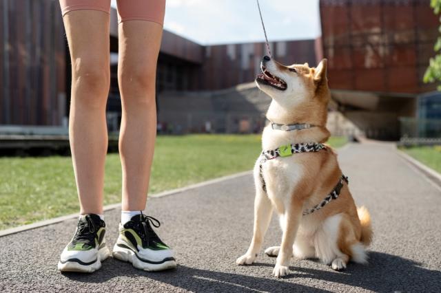 Step-by-Step Guide to Fitting a Small Dog Harness for Maximum Comfort cover picture