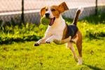 10 Tips to Keep Your Pet Happy and Healthy This Summer (2025) cover picture