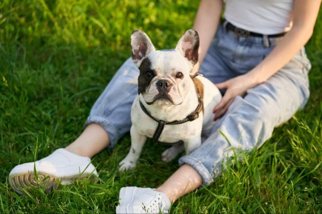 How Much Is a French Bulldog? Costs, Prices & What to Expect cover picture