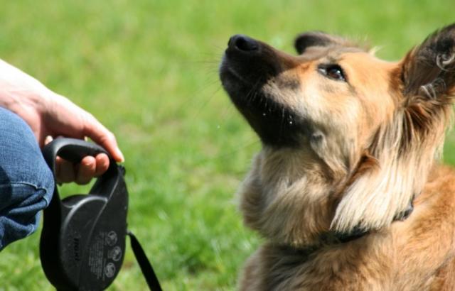 Essential Dog Training Techniques to Skill Your Dog cover picture