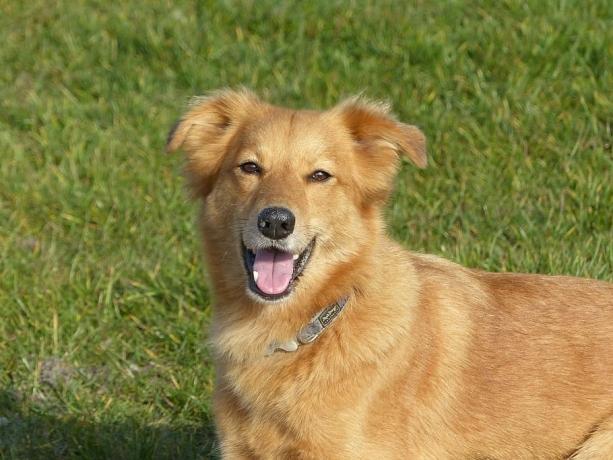 What Natural Remedy Can I Give My Dog For an Upset Stomach? cover picture