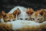 10 Things You Didn’t Know About Cats cover picture