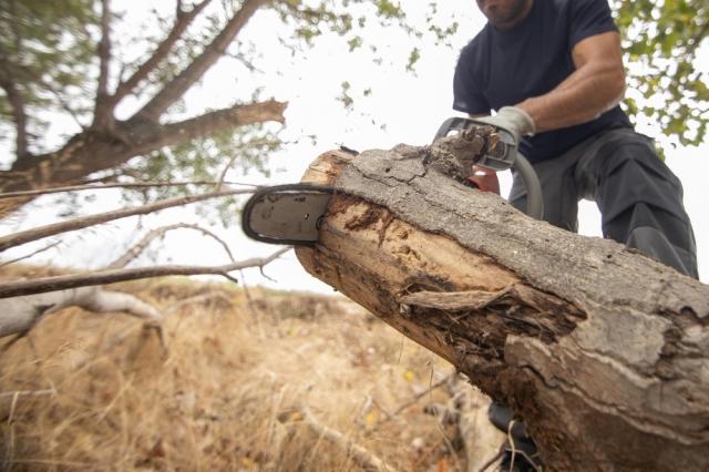 Do You Need Council Approval for Tree Removal? cover picture