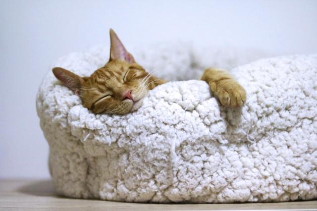 Celebrating The Life Of Your Cat: Creative Ideas For Cat Cremation Memorials cover picture