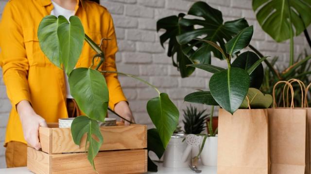 Moving with Your Green Companions: A Guide to Relocating Plants cover picture