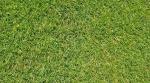 Benefits of Choosing Hervey Bay Turf Supplier for Your Lawn Needs cover picture