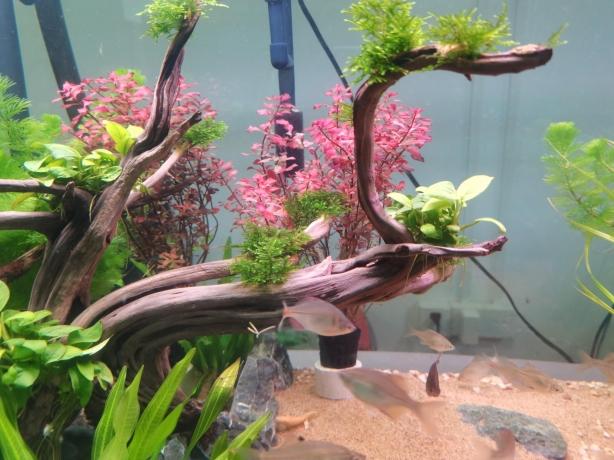 Tips For Setting Up A Mini Aquascaping cover picture