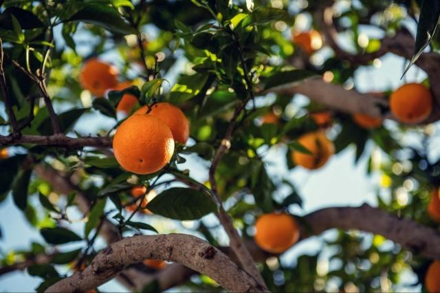 Sustainable Farming Practices for Growing Gold Nugget Mandarins cover picture
