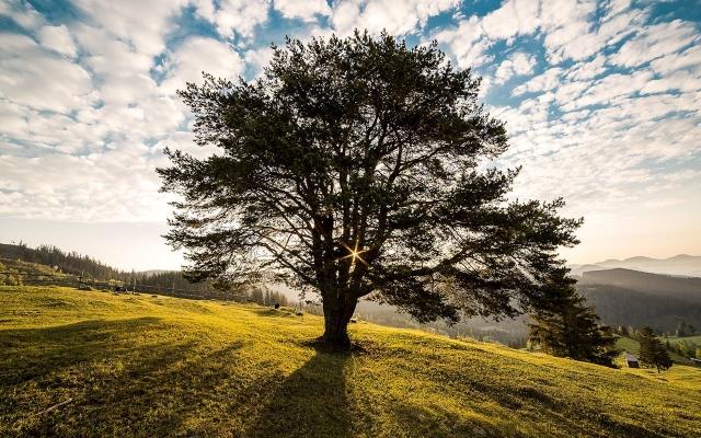 The Silent Threat in Your Backyard: How Dead Tree Removal Prevents Property Damages cover picture