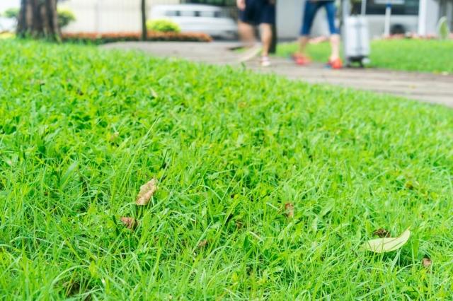 The Eco-Friendly Way to Repair and Renew Your Lawn cover picture