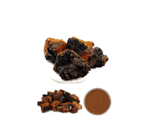 Unlocking the Power of Chaga: Nature’s Black Gold cover picture