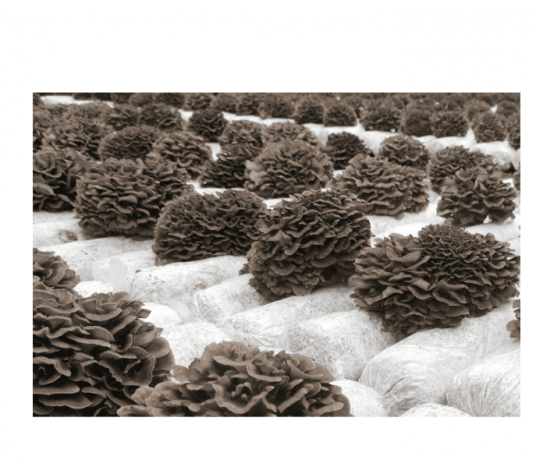 Maitake Mushroom: The Healing Fungus You Need to Know cover picture