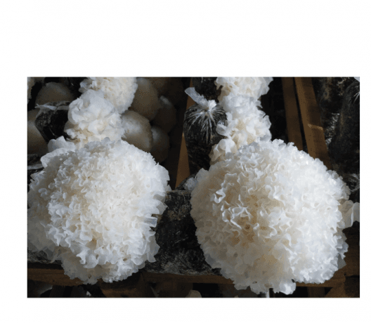 Snow Fungus: The Ultimate Guide to Benefits, Uses, and Comparisons cover picture