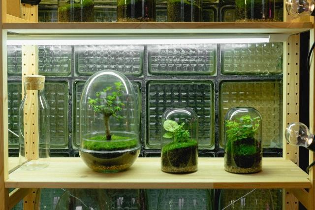 How to Build a Calming Container Garden at Home cover picture