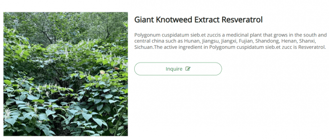 Unlocking the Power of Giant Knotweed Extract: Benefits, Applications, and Insights cover picture