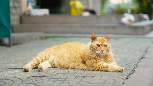 Finding the Best Pet Services in Canada: Breeders, Training, and Boarding cover picture