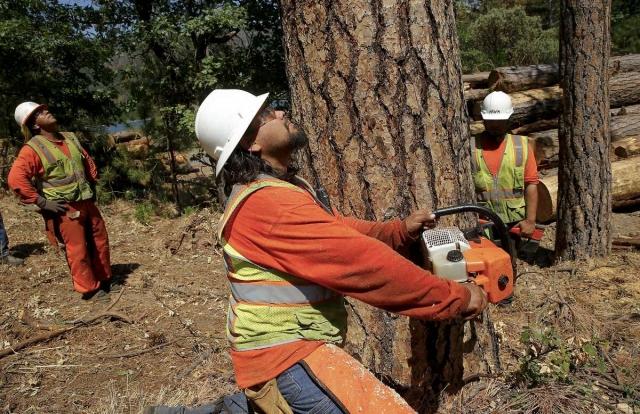 The Top 5 Tree Fellers in Midrand cover picture
