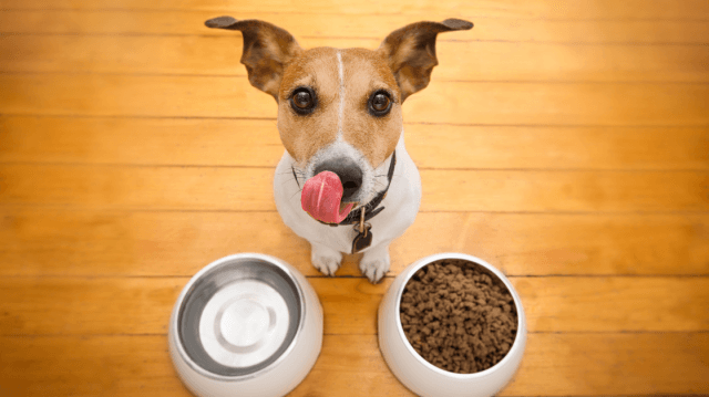 Natural Nutrition Guide: Best Dehydrated Dog Food for Active Dogs cover picture
