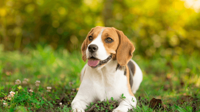 Smart Nutrition for Growing Beagles cover picture