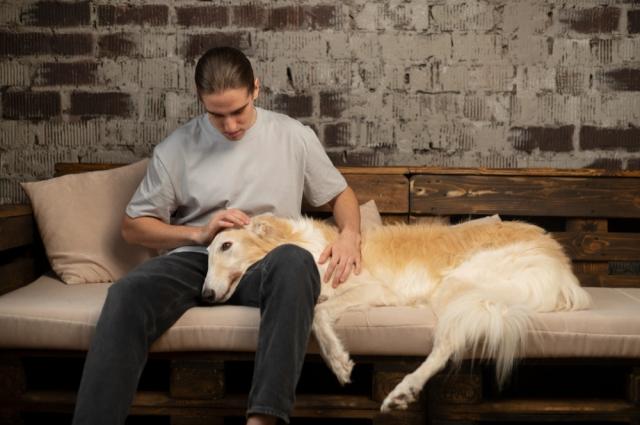 Understanding Bowel Incontinence in Senior Dogs: Signs Every Owner Should Know cover picture