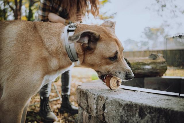 How to Build Better Behavior Habits for Your Pet cover picture