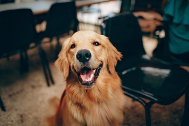 The Ultimate Guide on How to Care for a New Dog cover picture