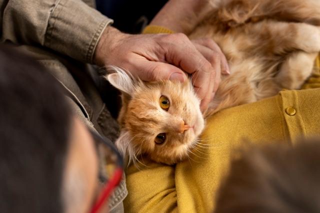 Tender Tributes: Pet Cremation Memorials in Respite Care Living cover picture