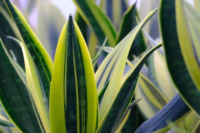 Qualities To Know Before You Buy Snake Plant Online cover picture