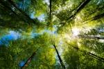 A comprehensive Guide on What are Mature Tress ? cover picture