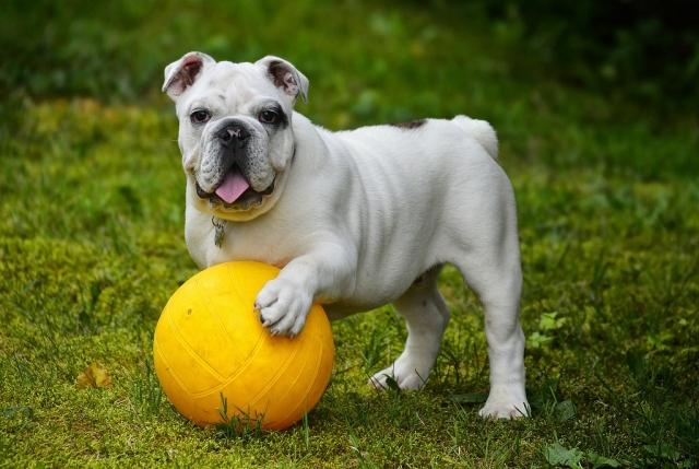 Frenchie Finds & Reviews: Your Go-To Resource cover picture