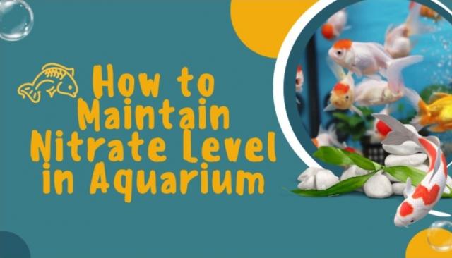 How to Maintain Nitrate Level in Aquarium cover picture