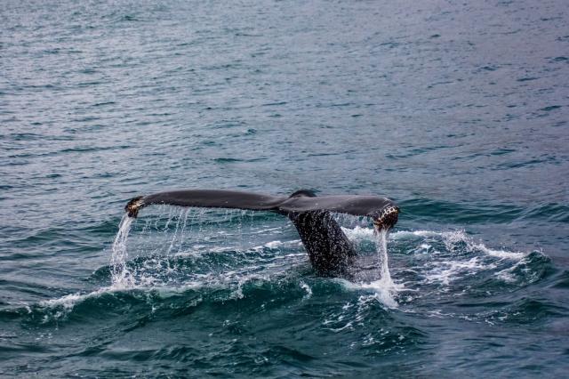 Whale Shark Diving Ningaloo | Here’s What You Need To Know cover picture