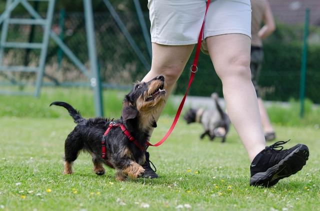 Top 5 Dog Commands to Teach Your Dog cover picture