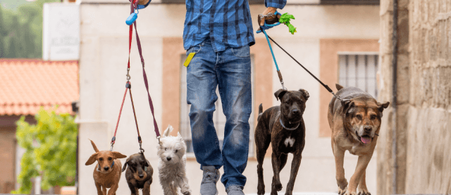 How Can I Design a Training Plan That Fits My Dog's Unique Needs? cover picture