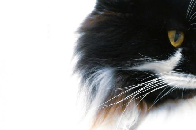 The American bobtail and the Ragdoll; two different cat breed cover picture