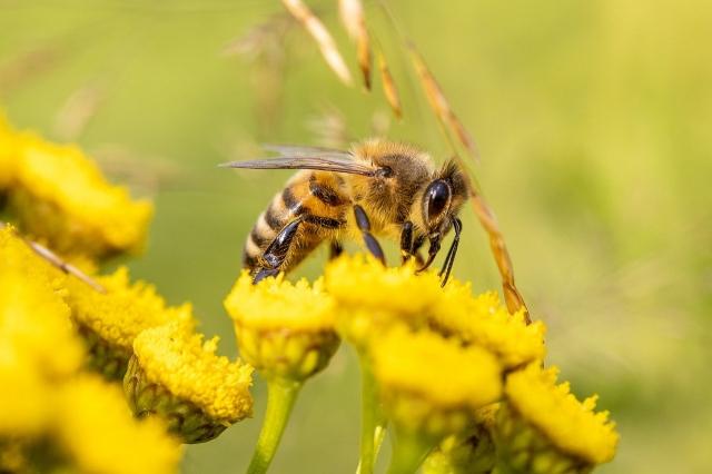 THE IMPORTANCE OF BEES cover picture