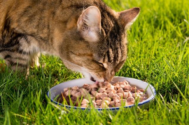 Nourishing Your Feline Friend: Choosing the Best Dry Cat Food for Optimal Health cover picture