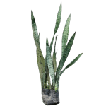 What are Snake Plants, Why should You Get Them, and How to Buy Online cover picture