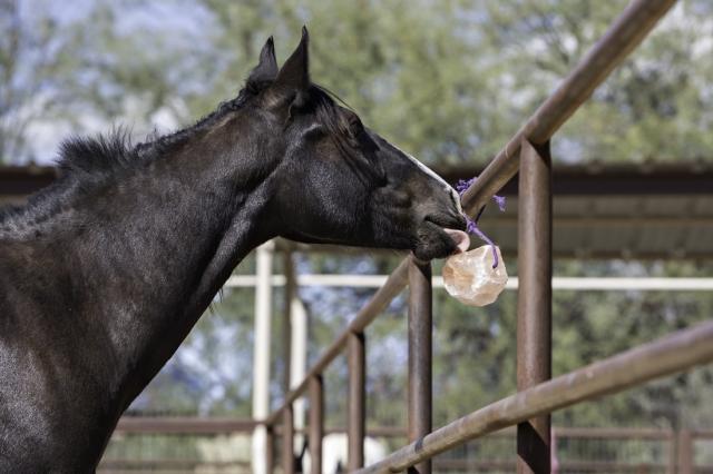 Better Taste & Lower Himalayan Salt Blocks for HorsesRisks cover picture