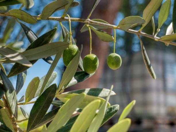 The incredible health benefits of olive leaf extract cover picture