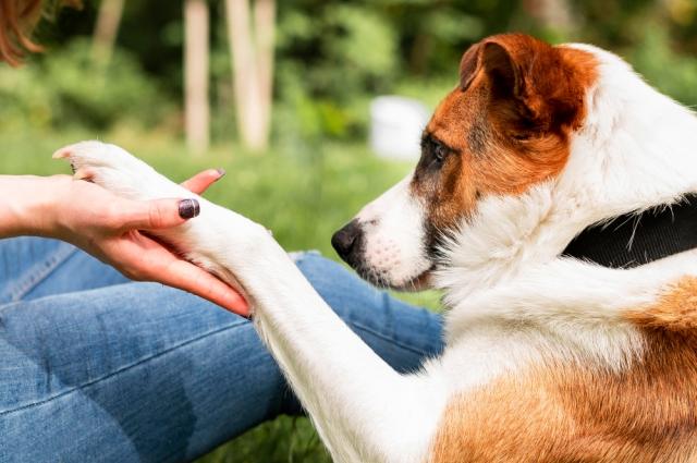 Dealing with Partial or Complete Amputations Due to Dog Bites in Roseville cover picture